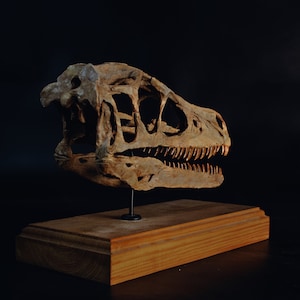 Op de afbeelding: Een bruine replica van een dinosaurus schedel op een houten voet. De schedel wordt in profiel getoond, met de kaak lichtjes open, waardoor rijen scherpe tanden zichtbaar zijn.
