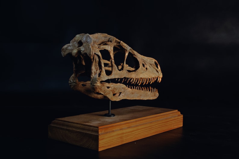 Op de afbeelding: Een bruine replica van een dinosaurus schedel op een houten voet. De schedel wordt in profiel getoond, met de kaak lichtjes open, waardoor rijen scherpe tanden zichtbaar zijn.
