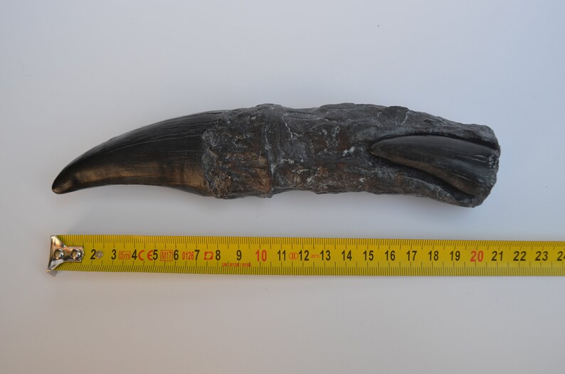 largest t rex tooth