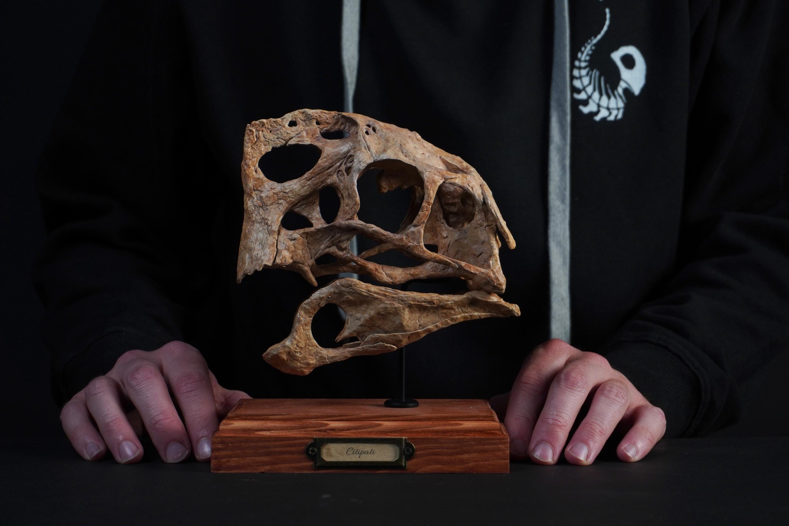 Oviraptor (citipati) Skull - Etsy