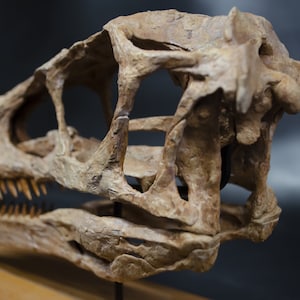 Op de afbeelding: Een close-up van een fossiele schedel van een dinosaurus. De schedel is bruin en wit en heeft een gedetailleerde botstructuur. De schedel is gemonteerd op een houten basis.