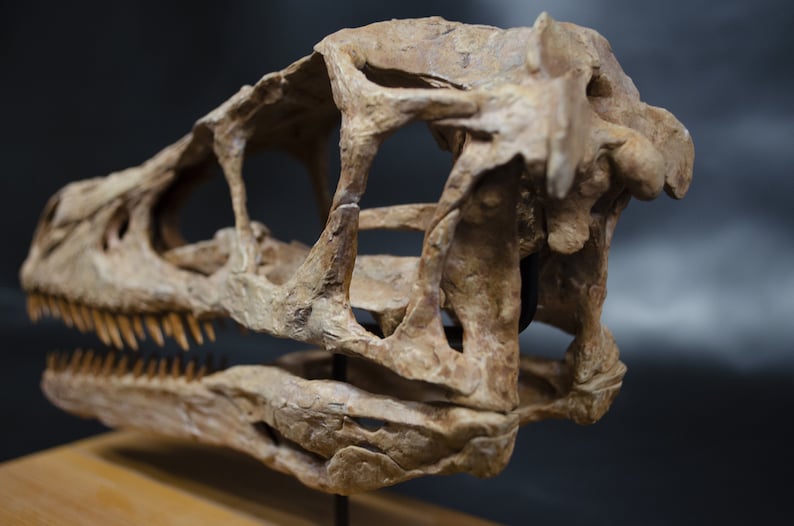 Op de afbeelding: Een close-up van een fossiele schedel van een dinosaurus. De schedel is bruin en wit en heeft een gedetailleerde botstructuur. De schedel is gemonteerd op een houten basis.