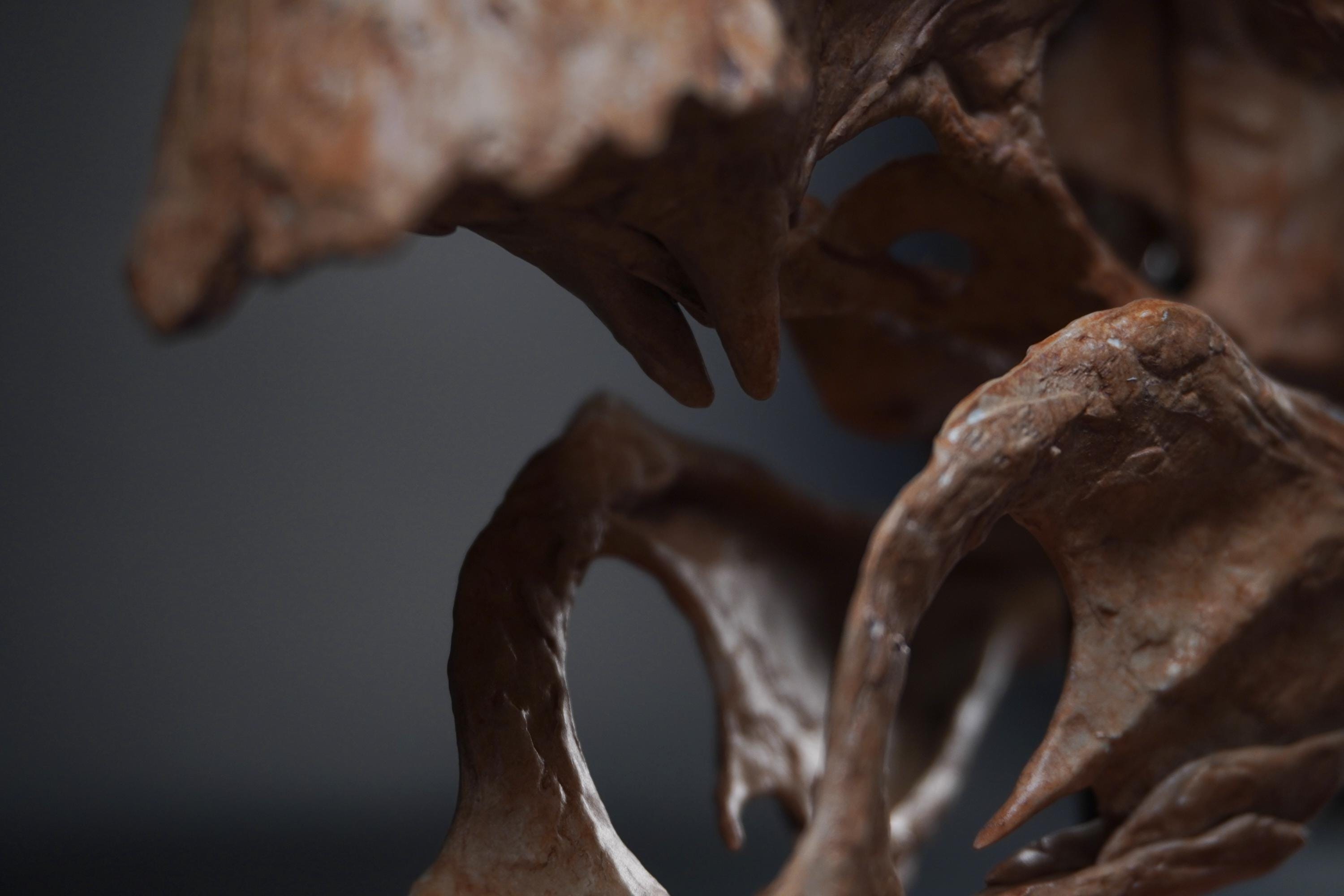 Oviraptor (citipati) Skull - Etsy