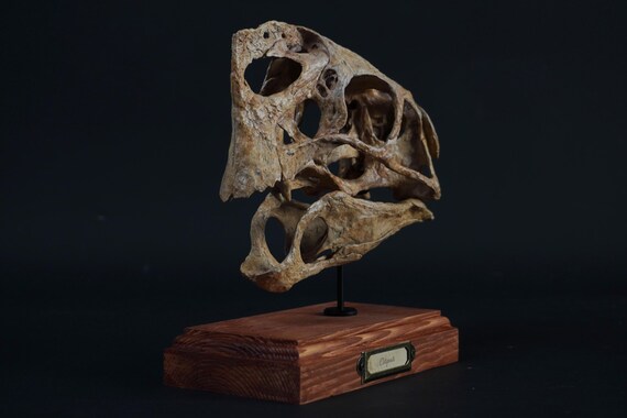 Oviraptor (citipati) Skull - Etsy