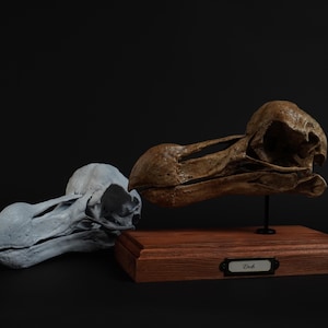 Könnte beinhalten: Zwei Dodoschädel, einer weiß und einer braun, auf einem Holzsockel mit der Aufschrift "Dodo" auf einer Plakette. Der braune Schädel ist auf einem Ständer montiert.