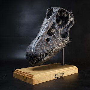 Juvenile Diplodocus Skull