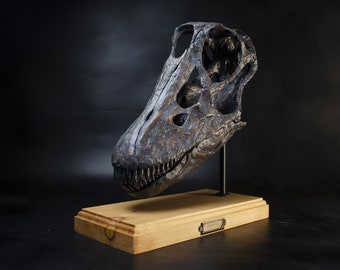 Cráneo de diplodocus juvenil