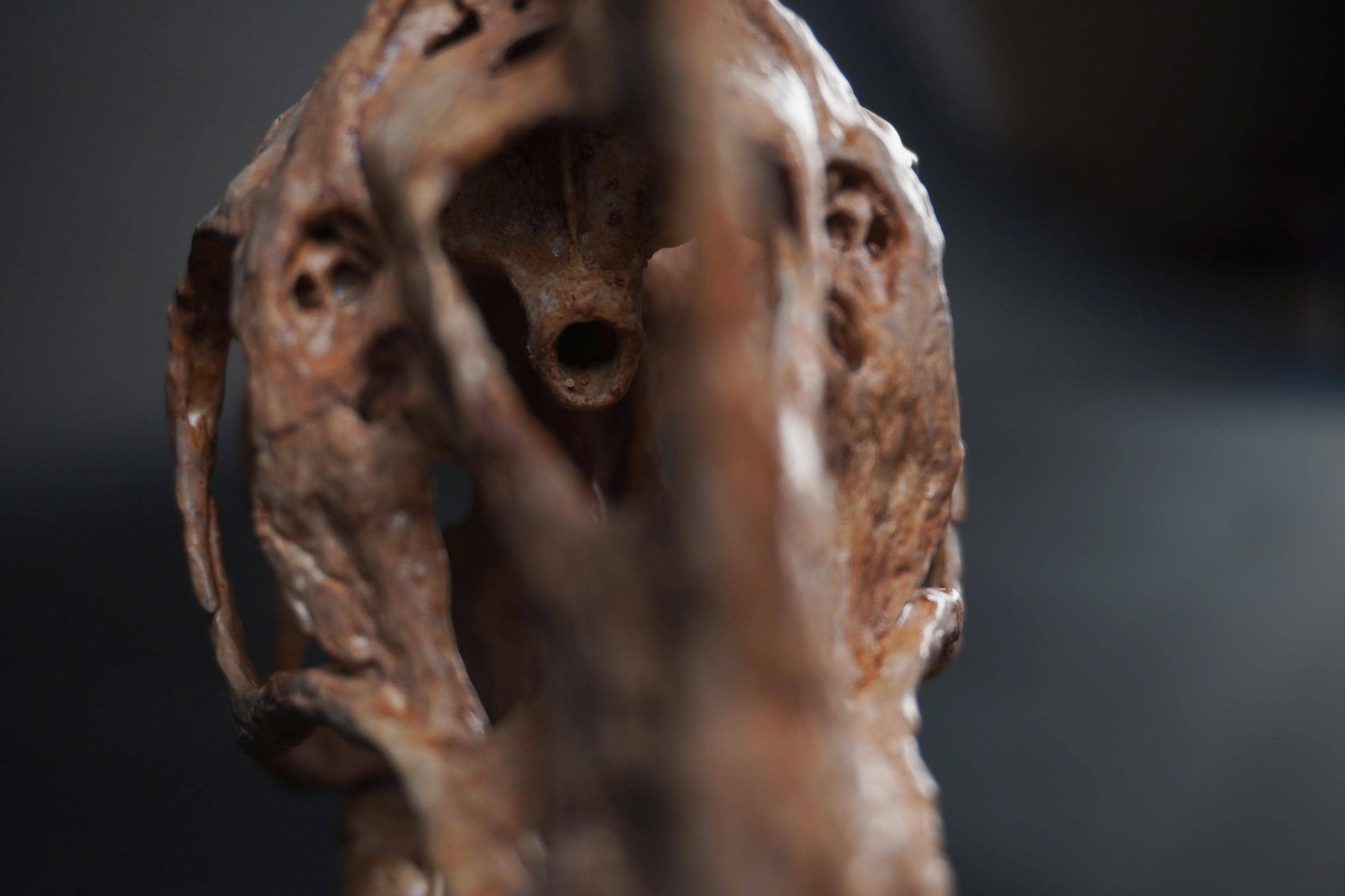 Oviraptor Skull (citipati) - Etsy