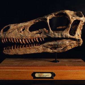 Op de afbeelding: Een replica van een Velociraptor-schedelfossiel op een houten voet met een label met de tekst "Velociraptor".