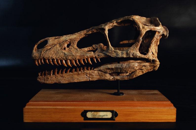 Op de afbeelding: Een replica van een Velociraptor-schedelfossiel op een houten voet met een label met de tekst "Velociraptor".