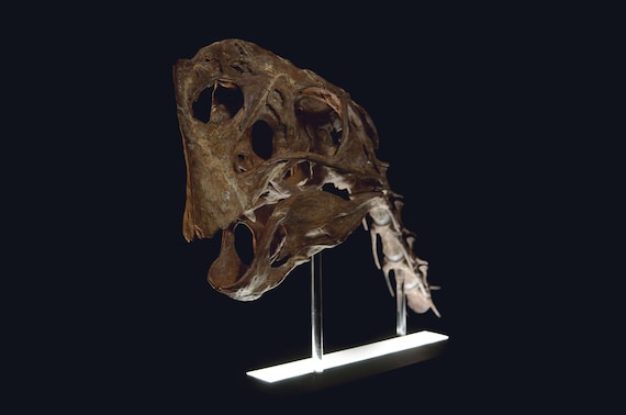 Citipati Skull (3D Files) - Etsy