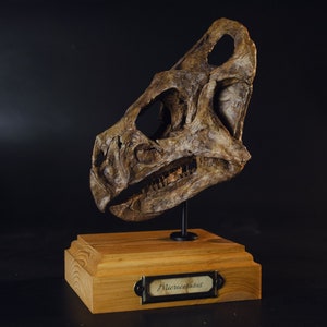 Microceratus skull