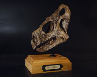 Microceratus schedel