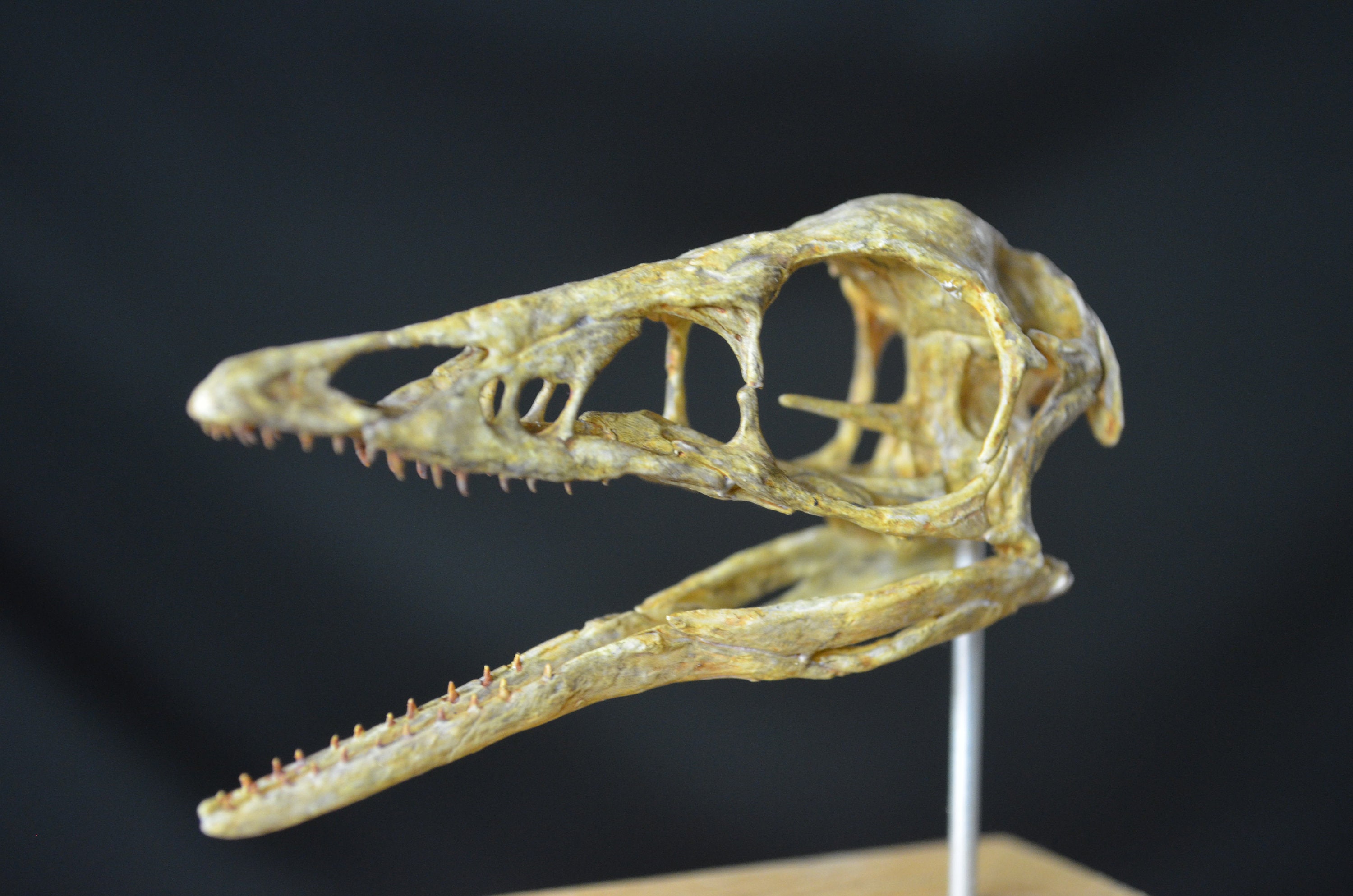 Replica of an Archeopteryx Skull Etsy Canada