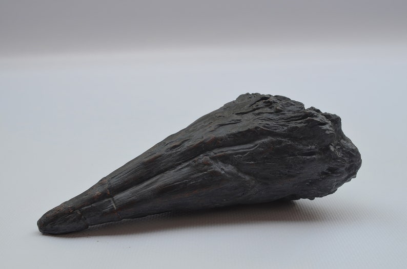 Iguanodon Thumb Spike - Etsy