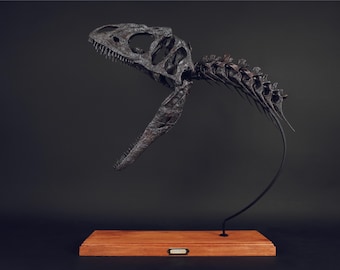 Allosauro giovane (massima ampiezza di movimento delle vertebre)