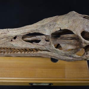 Op de afbeelding: Een gefossiliseerde dinosaurus schedel, gemonteerd op een houten basis. De schedel is bruin en wit, met zichtbare tanden en oogkassen.