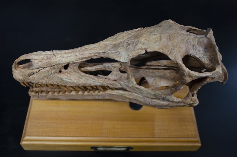 Op de afbeelding: Een gefossiliseerde dinosaurus schedel, gemonteerd op een houten basis. De schedel is bruin en wit, met zichtbare tanden en oogkassen.