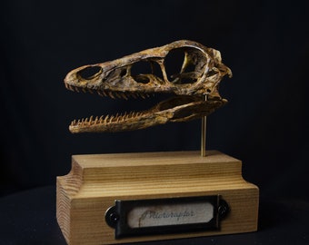 Microraptor-schedel