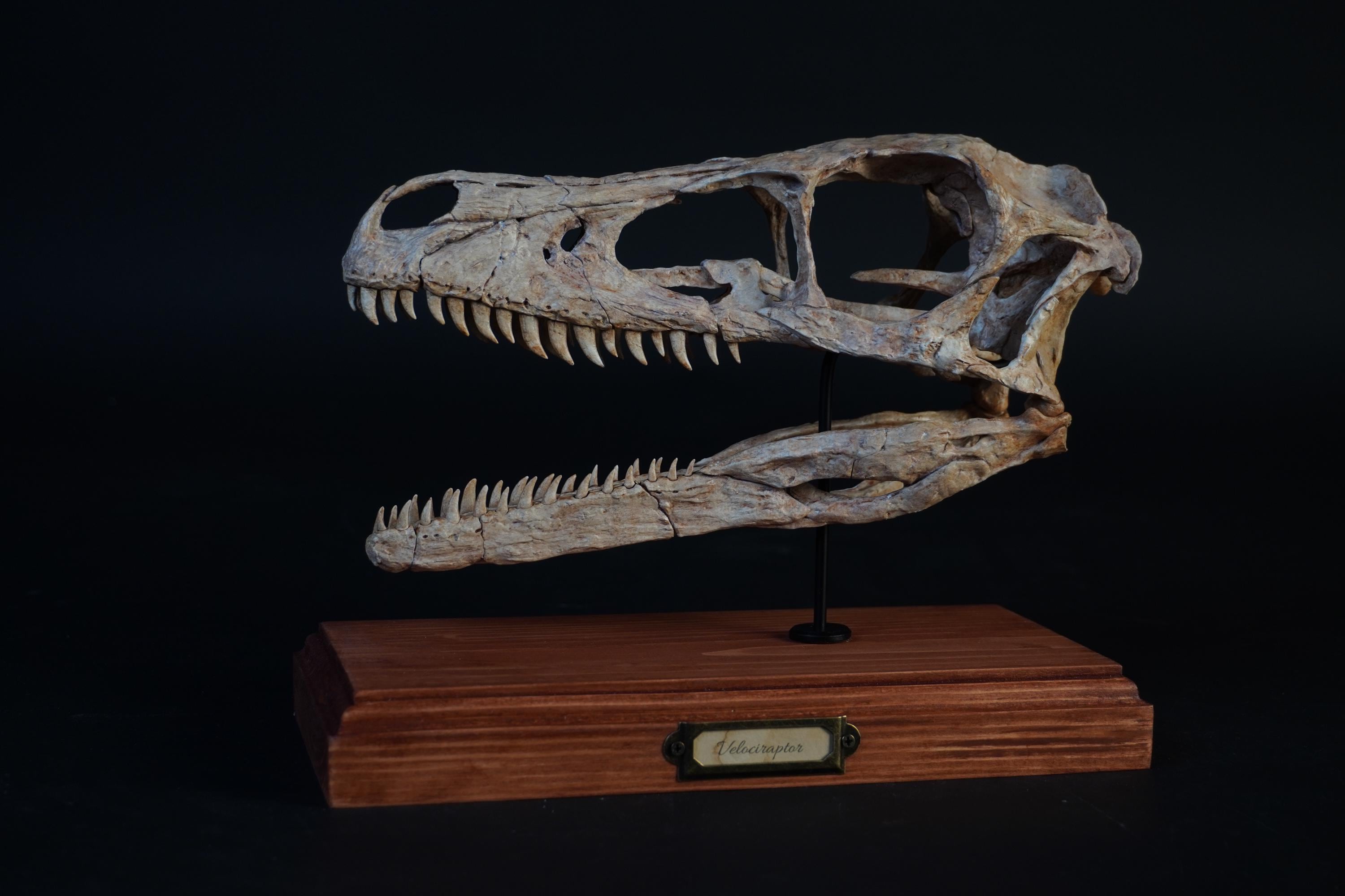 Utahraptor skull - Etsy 日本