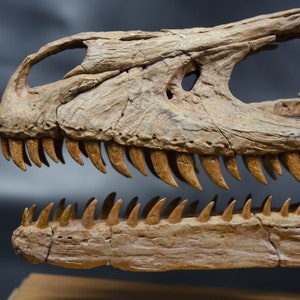 Op de afbeelding: Close-up van een gefossiliseerde dinosaurus schedel met scherpe tanden. De schedel is bruin en beige met zichtbare botstructuur.