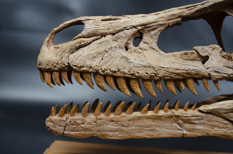 Op de afbeelding: Close-up van een gefossiliseerde dinosaurus schedel met scherpe tanden. De schedel is bruin en beige met zichtbare botstructuur.
