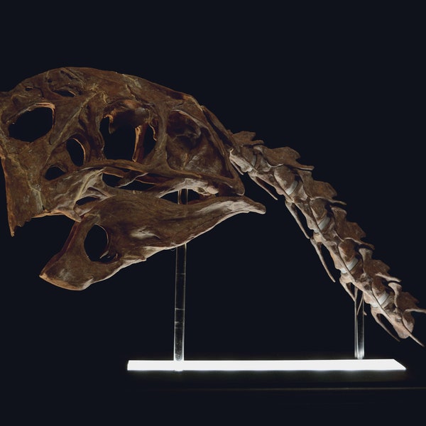 Crâne de Citipati (fichiers 3D)