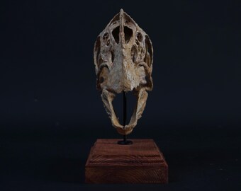 Oviraptor (citipati) Skull - Etsy