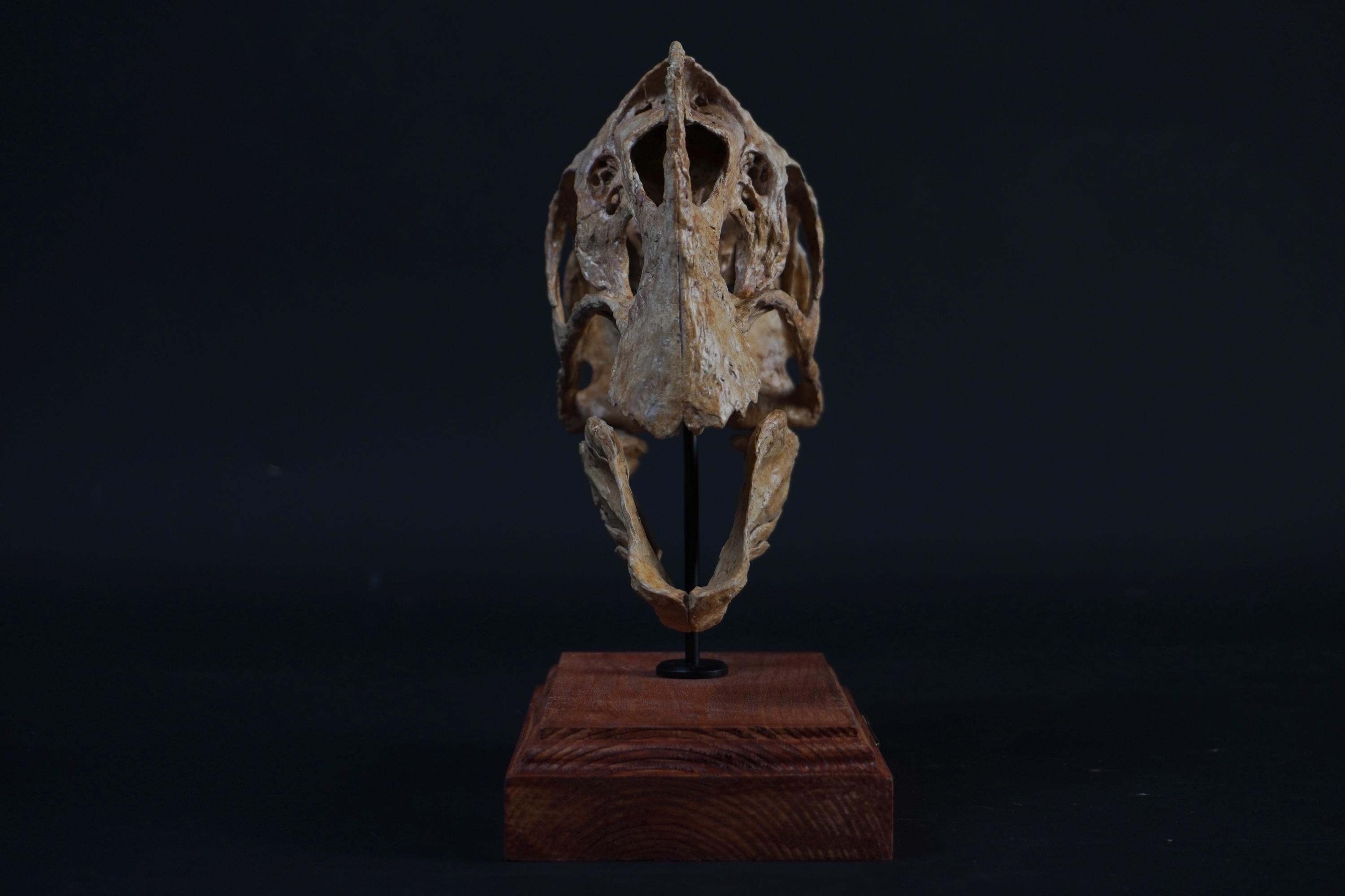 Oviraptor (citipati) Skull - Etsy