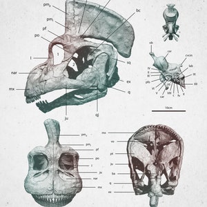 Pack Le grand guide visuel du corps humain + poster anatomique