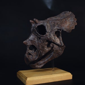 Juvenile Triceratops Skull (3D files)