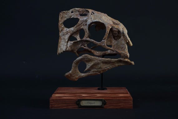 Oviraptor (citipati) Skull - Etsy