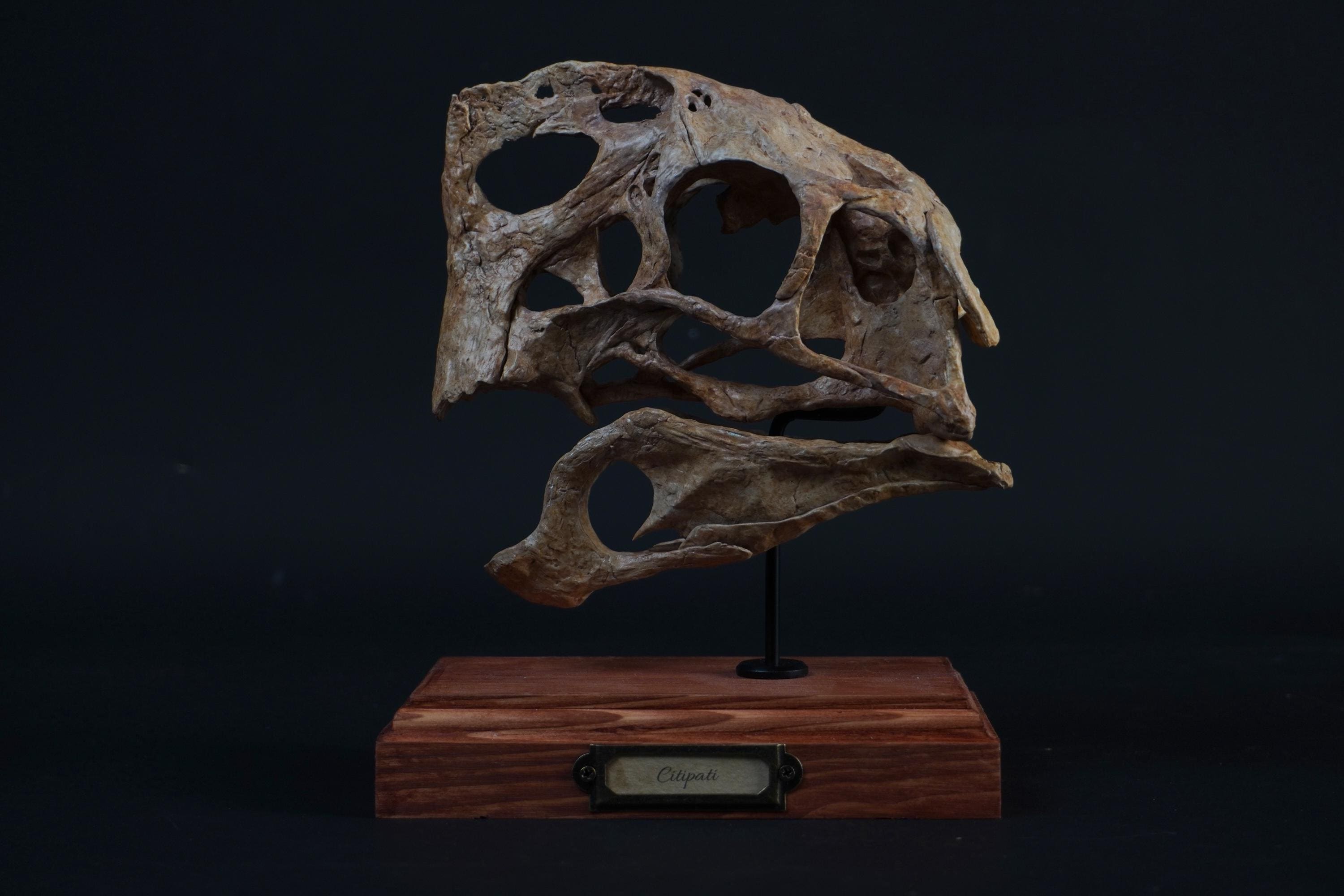 工芸品 Evolucio SKULL convex Everleigh Skull Box - Silver – OLIVIA RIEGEL®