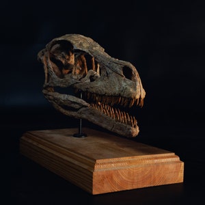 Op de afbeelding: Een gedetailleerde replica van een dinosaurus schedel op een houten voet. De schedel is bruin en heeft scherpe tanden. De voet is gemaakt van donker hout.