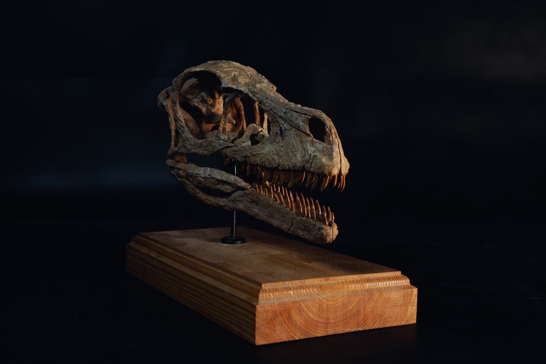 Op de afbeelding: Een gedetailleerde replica van een dinosaurus schedel op een houten voet. De schedel is bruin en heeft scherpe tanden. De voet is gemaakt van donker hout.