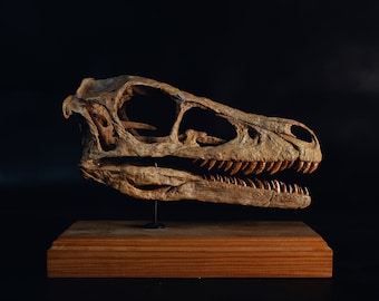 Cráneo de velocirraptor