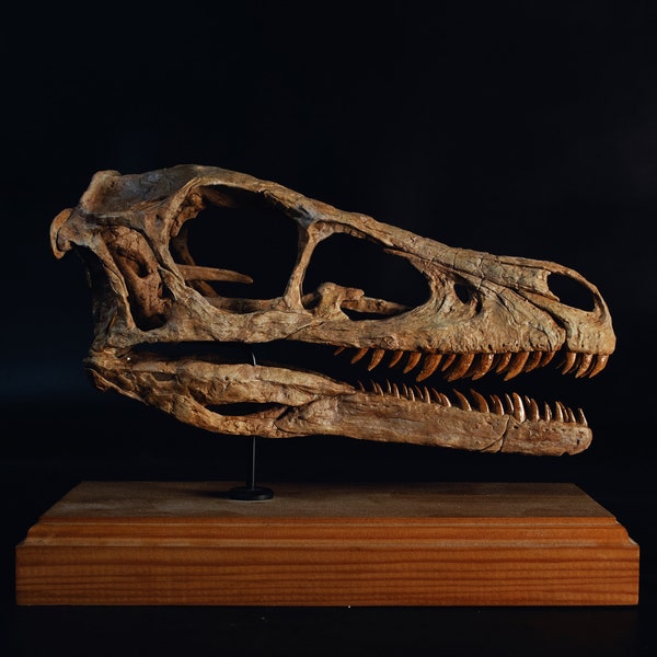 Velociraptor skull