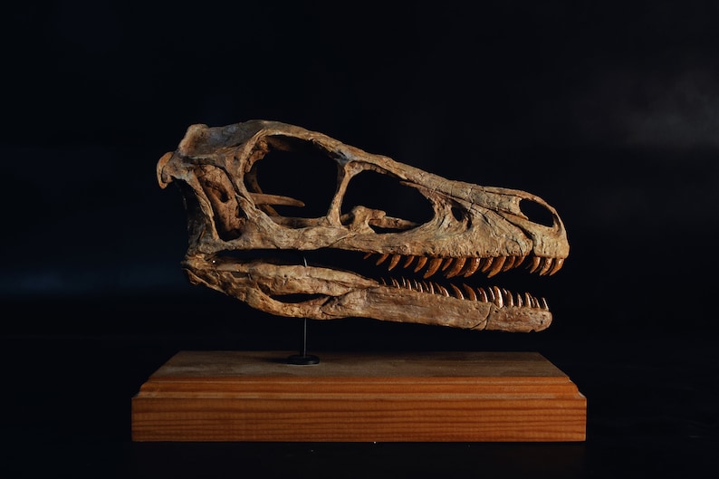 Op de afbeelding: Een close-up van een dinosaurus schedel fossiel op een houten basis. De schedel is bruin en heeft scherpe tanden.