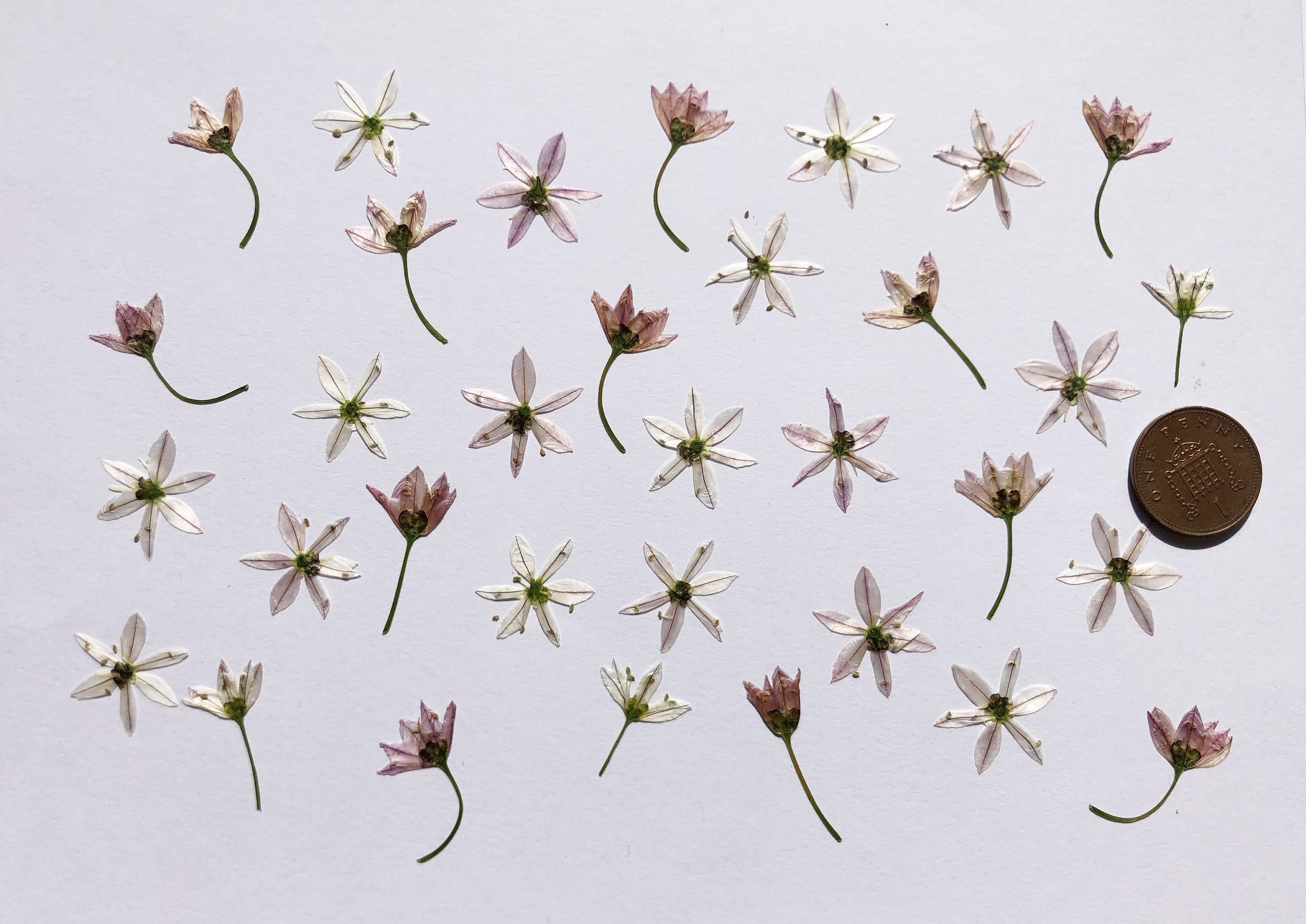 Pressed Dried Flowers Alliums Garlic Flowers 100 Etsy