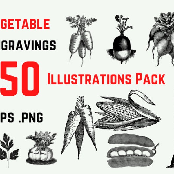 150 Vegetable Sketches, Vegetable Drawings, Vegetable Engraving, Instant Download, Multiple File Types, Beautifully Organized