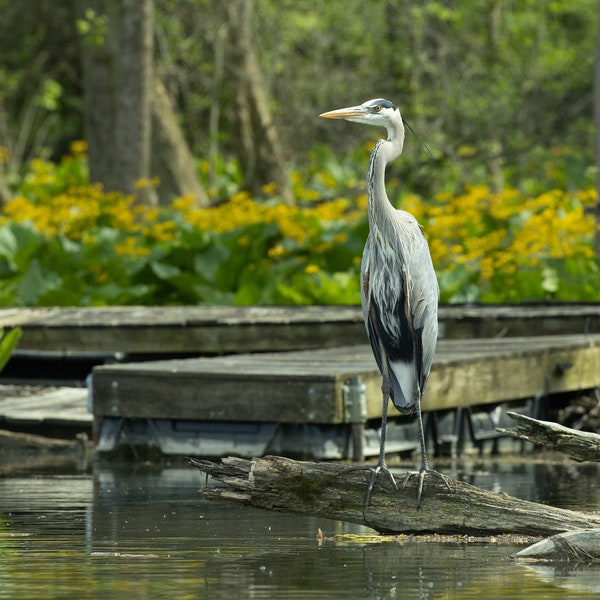 Great Blue Heron Wading bird photography Ohio Nature Print Coastal Wetland Wildlife Photo Beach Decor Wall Art instant download