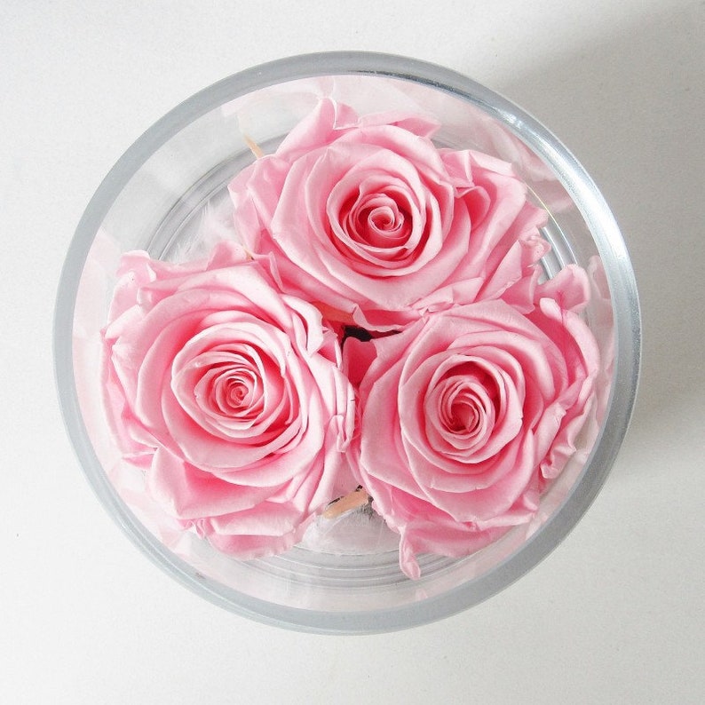 Eternal Roses Under Glass Genuine Preserved Natural Rose Gift Etsy