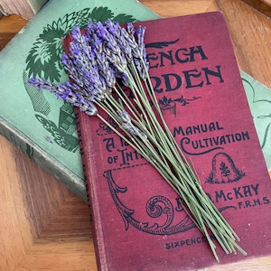 Fresh Purple English Lavender with 5 inch stems for Drying | 15 Stems | Dried Flower Arrangements, Button Holes, Corsages | Wedding Flowers