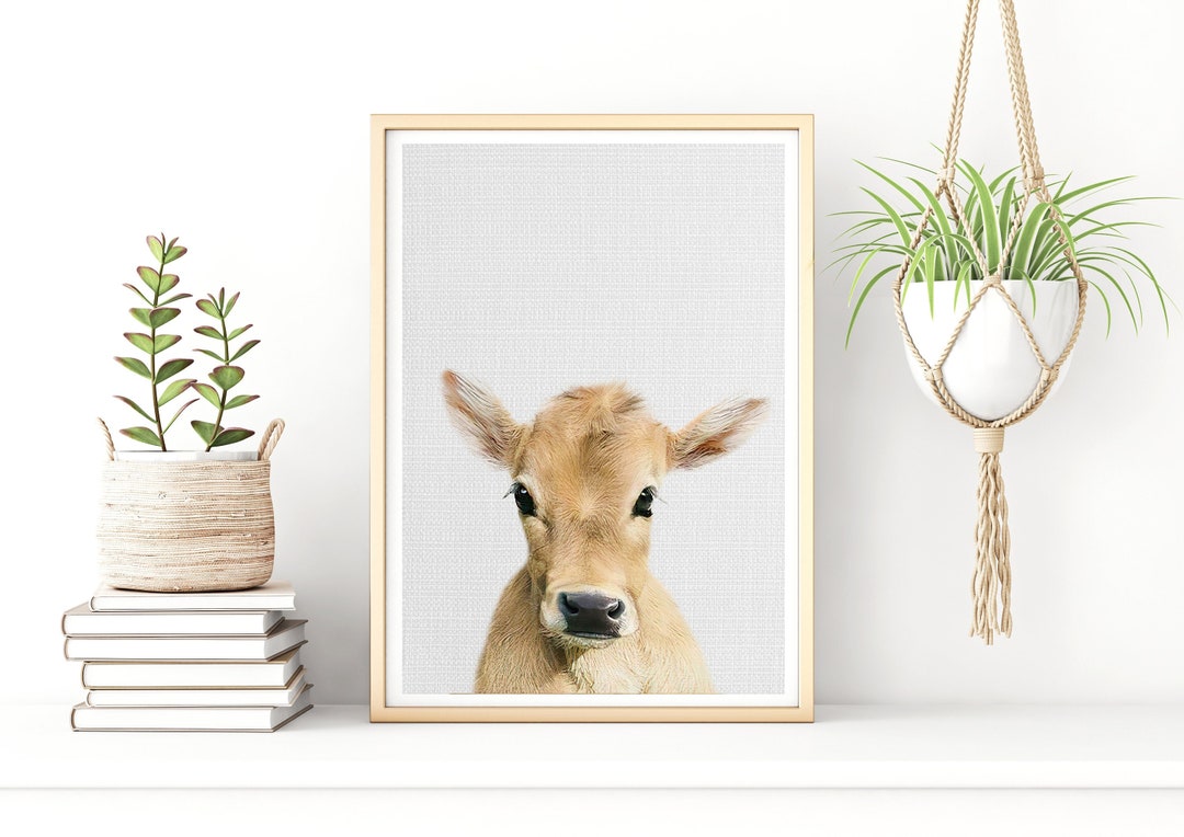 Baby Cow Print Calf Print Baby Cow Wall Art Nursery Farm Etsy