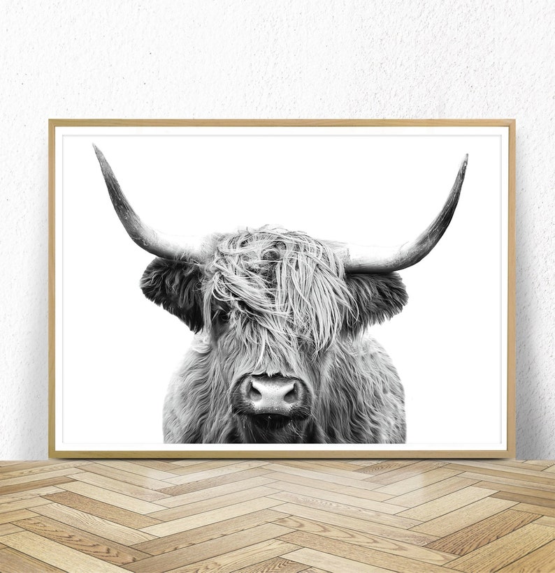 Highland Cow Photography, Highland Cow Print,Bedroom Prints,Bison Print,Farm Print, Wall Decor,Printable Poster,Buffalo Print,Bull Wall Art 