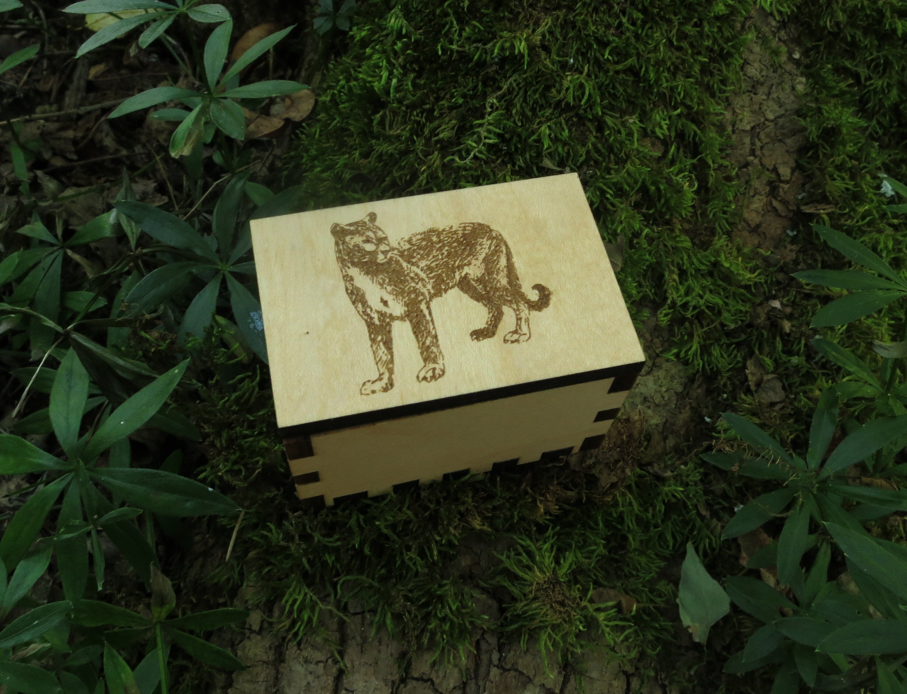 Mountain Lion Box Engraved, Spirit Animal, Totem Animal, Power Animal ...