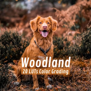 May include: A brown dog with a black collar sits in a field of brown and green foliage. The text "Woodland 20 LUTs Color Grading" is visible in the image.
