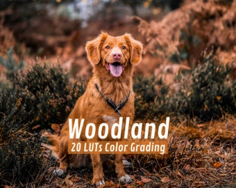 Pack de 20 LUT d'affinité WOODLAND, Moody Video LUT Premiere, LUT film vert foncé, LUT Final Cut Pro, filtres vidéo et LUT pour vlog extérieur