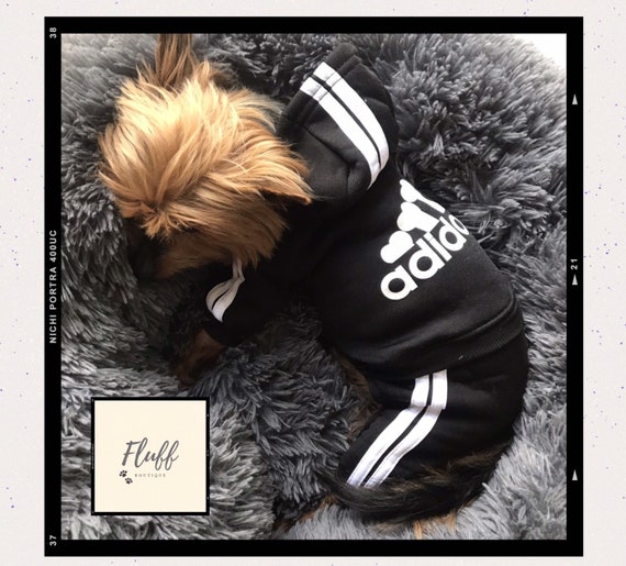 puppy adidas tracksuit