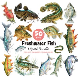 Puede incluir: Una colección de ilustraciones de varios peces de agua dulce que incluye salmón, bagre, trucha y lucio. La imagen presenta un círculo rosa central con el texto 50 PNG Freshwater Fish Clipart Bundle, 300 DPI, Transparent, Commercial Use.
